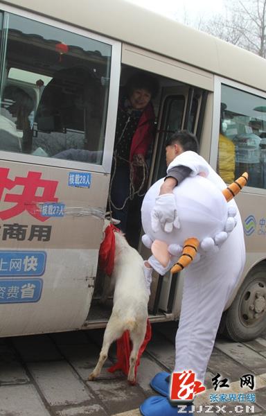 【我在张家界过春节】杨家界索道“逮”头活羊送游客