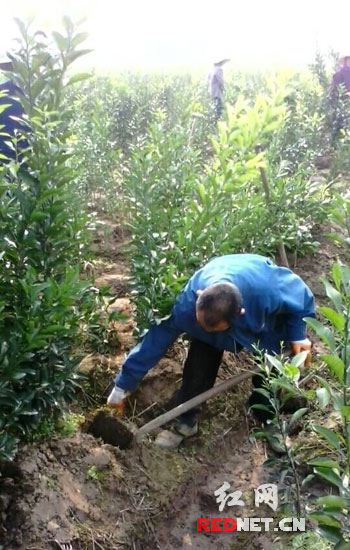 今年65岁的樊家村村民陈伯参加了植树，他每年有一百多天在香橼基地干活，去年一共领到了近两万元劳务报酬。