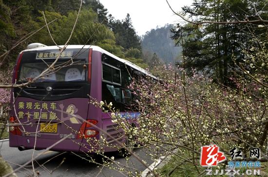 【我在张家界过春节】春节旅游迎“高温” 武陵源年初三纳客10万余人次