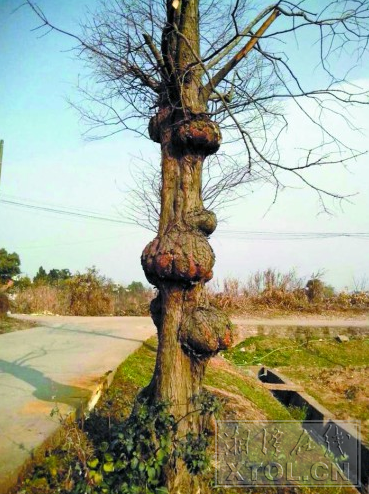 这棵“怪树”长出了几个像灯笼一样的“结巴”。
（陈旭东 摄）
