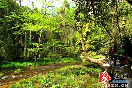 抓好森林病虫害及火灾监防 武陵源区55年未发生森林火灾