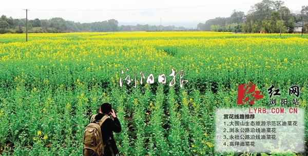 昨日下午，沿溪镇浏东公路两旁的油菜花已悄然开放，吸引了摄影爱好者前来拍摄。分站记者 彭红霞