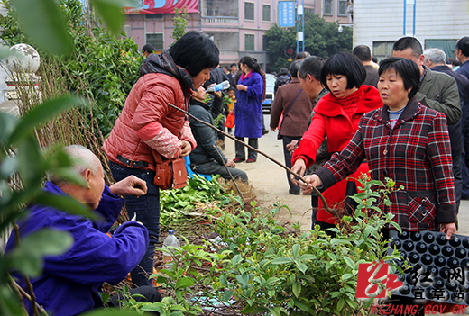 宜章蒋家湾市场花卉苗木俏销