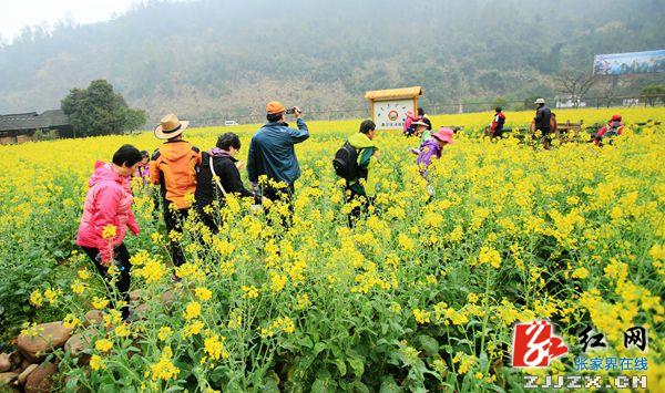 张家界黄龙洞景区“寻花问柳”美景获游客盛赞