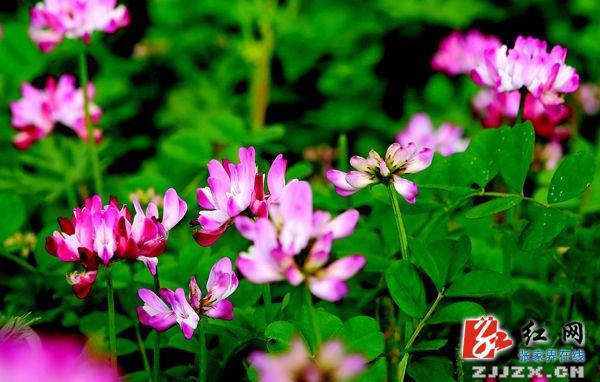 张家界黄龙洞景区“寻花问柳”美景获游客盛赞