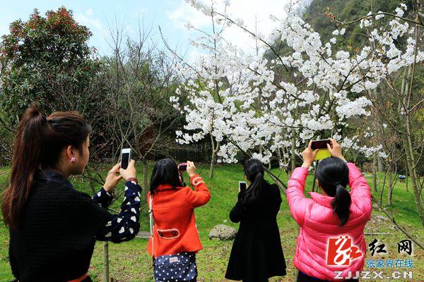 张家界黄龙洞景区“寻花问柳”美景获游客盛赞