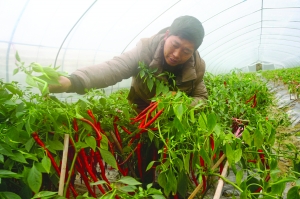 菜农张权正在查看越冬的辣椒 吴华刘芳摄