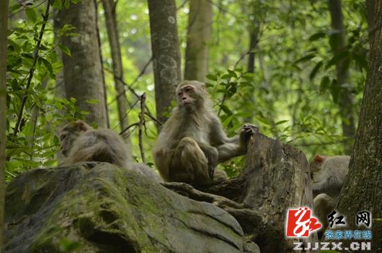 游客盛赞张家界核心景区负氧离子能“洗肺”