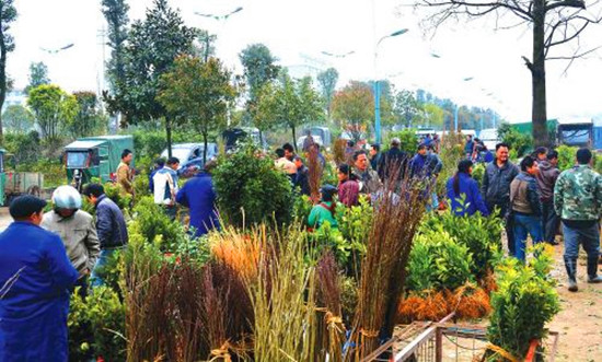 3月3 日，随着开春苗木种植季节的到来，靖州永平路临时苗木交易市场，众多苗农将自家的苗木运至此地销售，吸引了不少本地市民及外来客商前来选购。