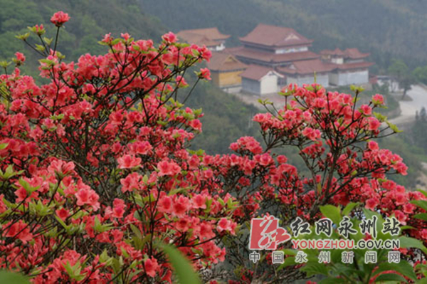 永州确定香樟,杜鹃为市树,市花_永州_湖南频道