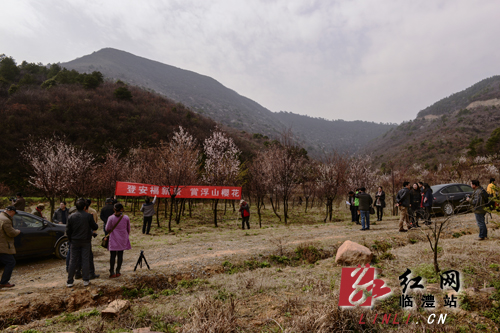 临澧太浮山樱花竞相开放惹人醉