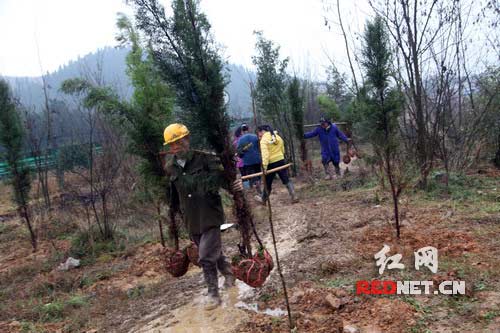 隆回县参加义务植树的群众。