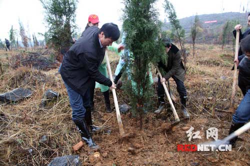 隆回县委书记赵湘明[左]在参加义务植树