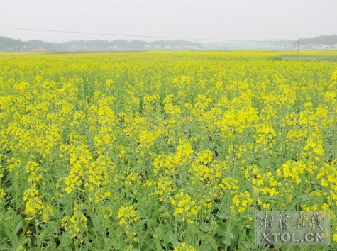 湘乡市育塅乡诱人的油菜花