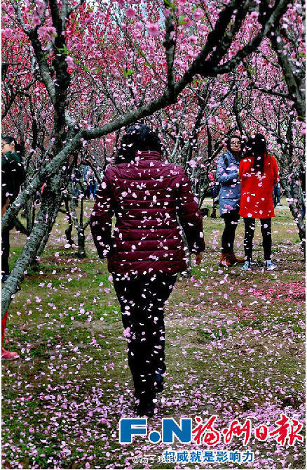 福州：为拍照游客摇落“桃花雨”