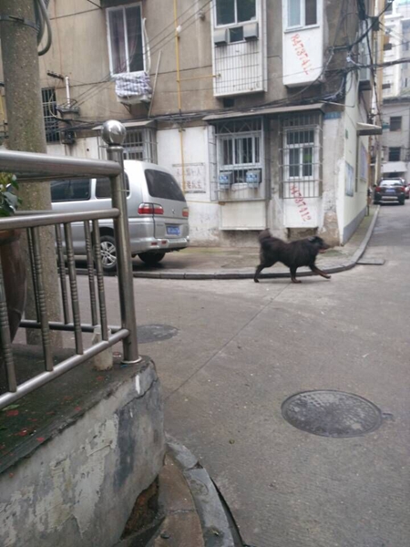 长保安联手驱赶.jpg