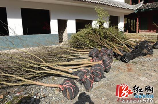 桑植：八管处义务栽植700余株国家一级保护树苗(图)