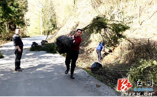 桑植：八管处义务栽植700余株国家一级保护树苗(图)