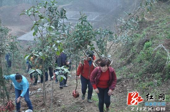 桑植县干群齐动手 开展义务植树 共创森林城市