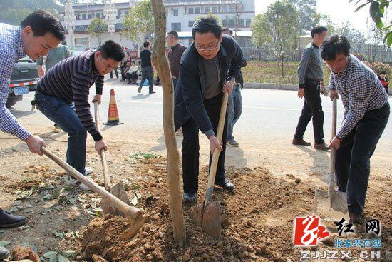 慈利县龙阳公路绿色通道建设添新绿