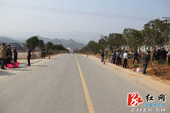 慈利县龙阳公路绿色通道建设添新绿