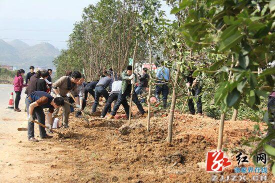 慈利县龙阳公路绿色通道建设添新绿