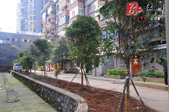 植树节 岳塘区领导为无物业小区“添绿”