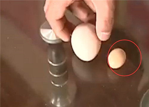 “变异”母鸡下的蛋不足普通鸡蛋的一半大。（视频截图）