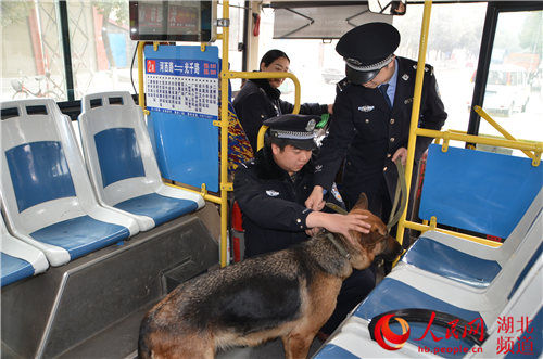 狼狗蹿上公汽惊煞一车人 警犬训导员将其驯服带离