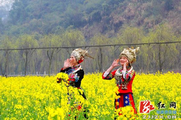 张家界黄龙洞景区“油菜妹妹”美若“天仙”