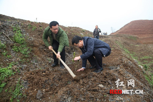 隆回县县长马健强（右）与副县长范志锋（左）在三溪村栽植油茶