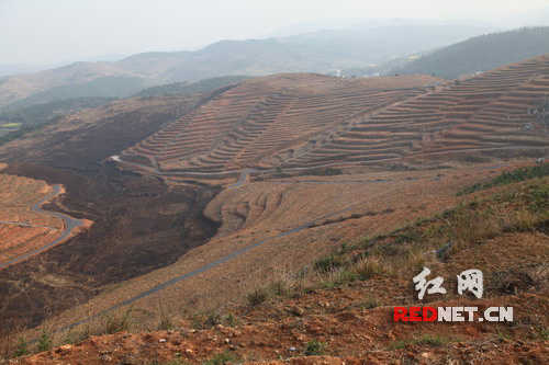 县人大常委会在周旺镇新塘村兴办的油茶示范点