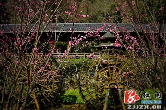 张家界武陵源春花绽放迎客来（图）