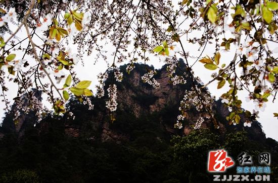张家界武陵源春花绽放迎客来（图）