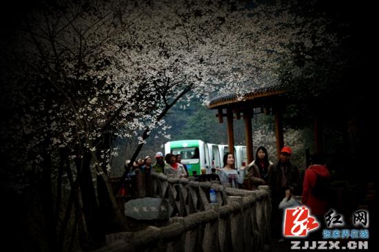 张家界武陵源春花绽放迎客来（图）