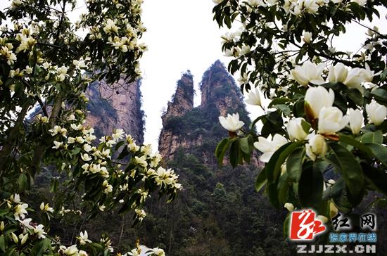 张家界武陵源春花绽放迎客来（图）