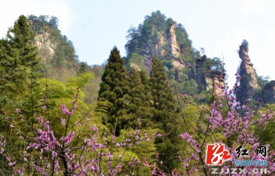 张家界武陵源春花绽放迎客来（图）