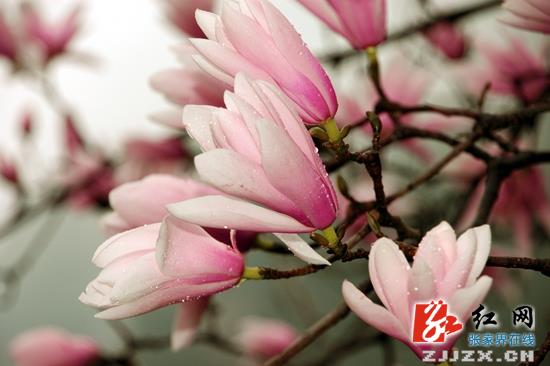 张家界武陵源春花绽放迎客来（图）