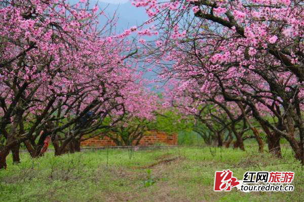 永州新田万亩桃花花开正好。