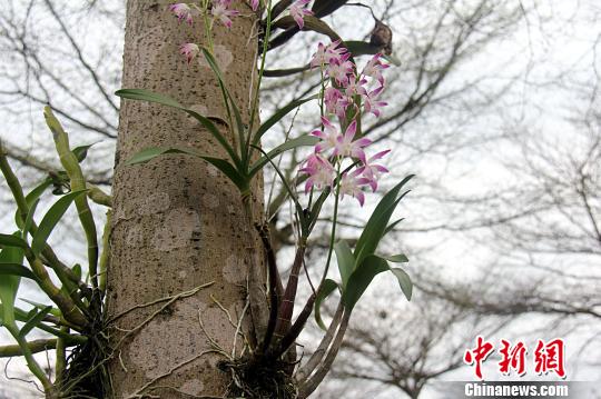 广东佛冈现"树上兰花园":百种兰花树上长(图)