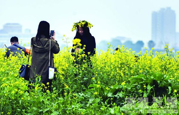 油菜花.JPG