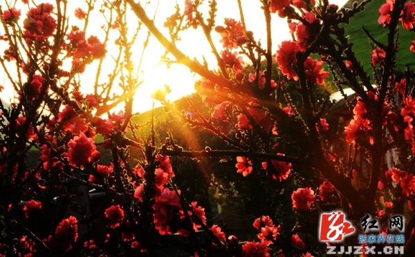 张家界黄龙洞景区春色满园 大批“小麻雀”来踏春