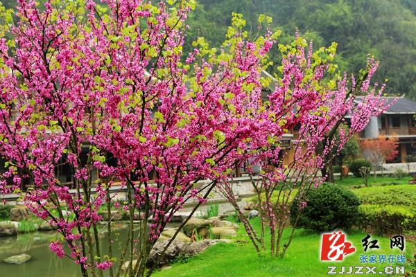 张家界黄龙洞景区春色满园 大批“小麻雀”来踏春