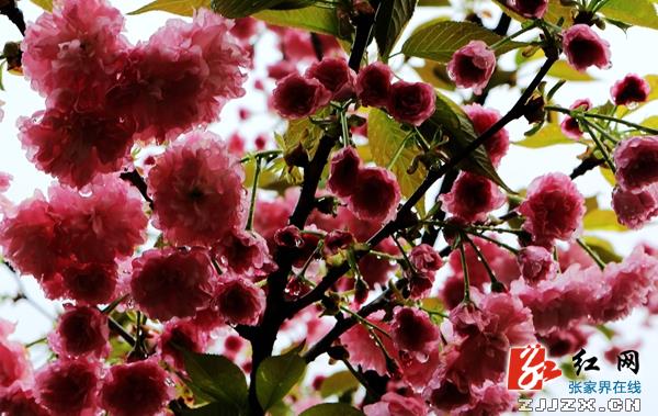 张家界黄龙洞景区春色满园 大批“小麻雀”来踏春