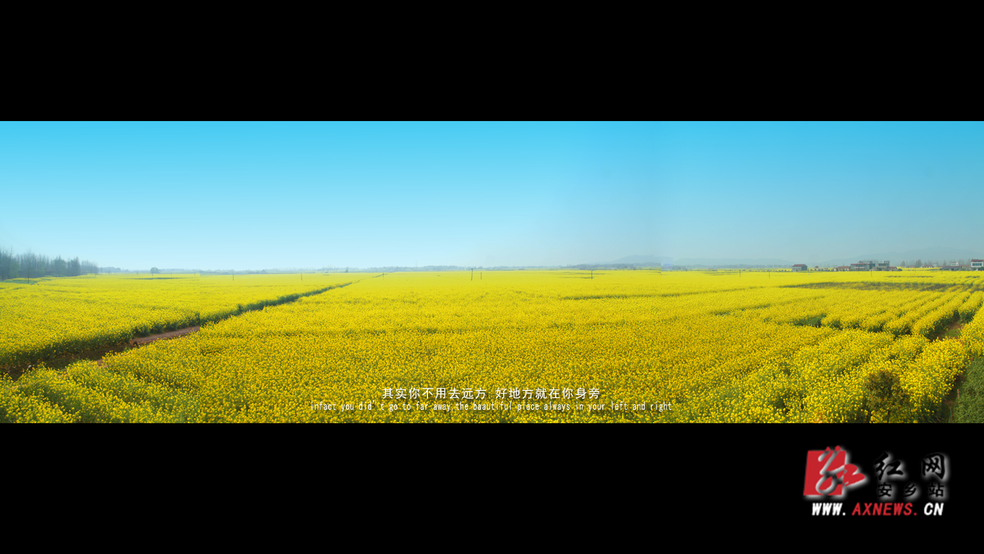 安乡60万亩油菜花开正艳