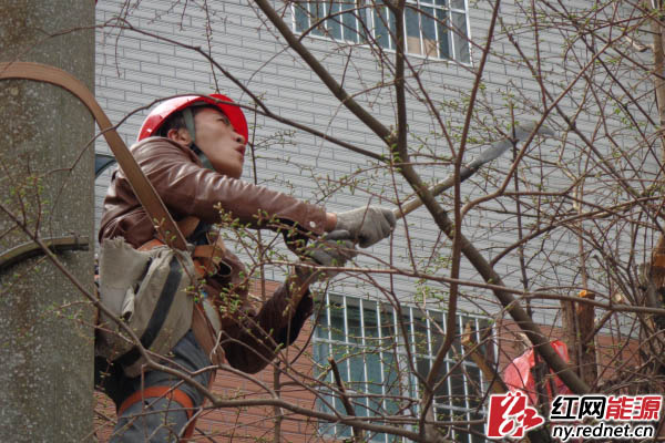 电力工人在永顺县农业局院内砍枝现场