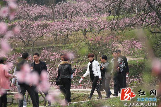 张家界长茂山的桃花惹人醉