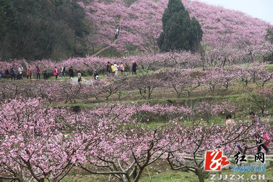 张家界长茂山的桃花惹人醉