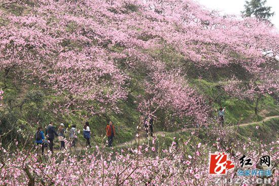 张家界长茂山的桃花惹人醉