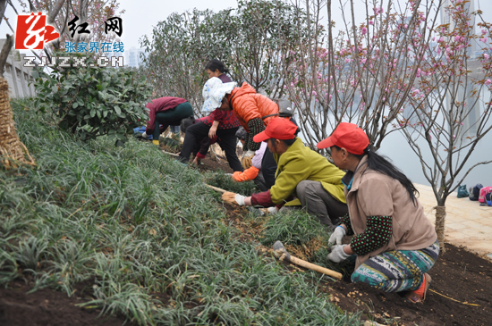 樱花悄然绽放 澧水河岸护岸林建设景观带绿化试点工作获许显辉肯